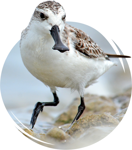 Spoon-billed Sandpiper wading in shallow water